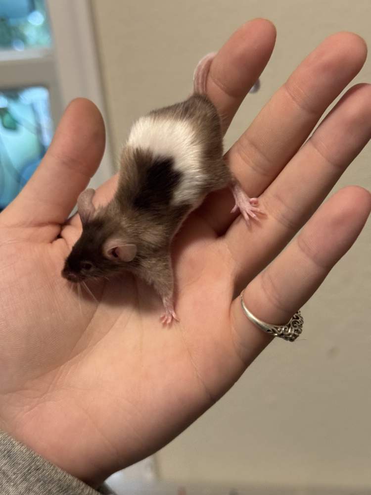 Fancy mouse Pet only Mus musculus 
