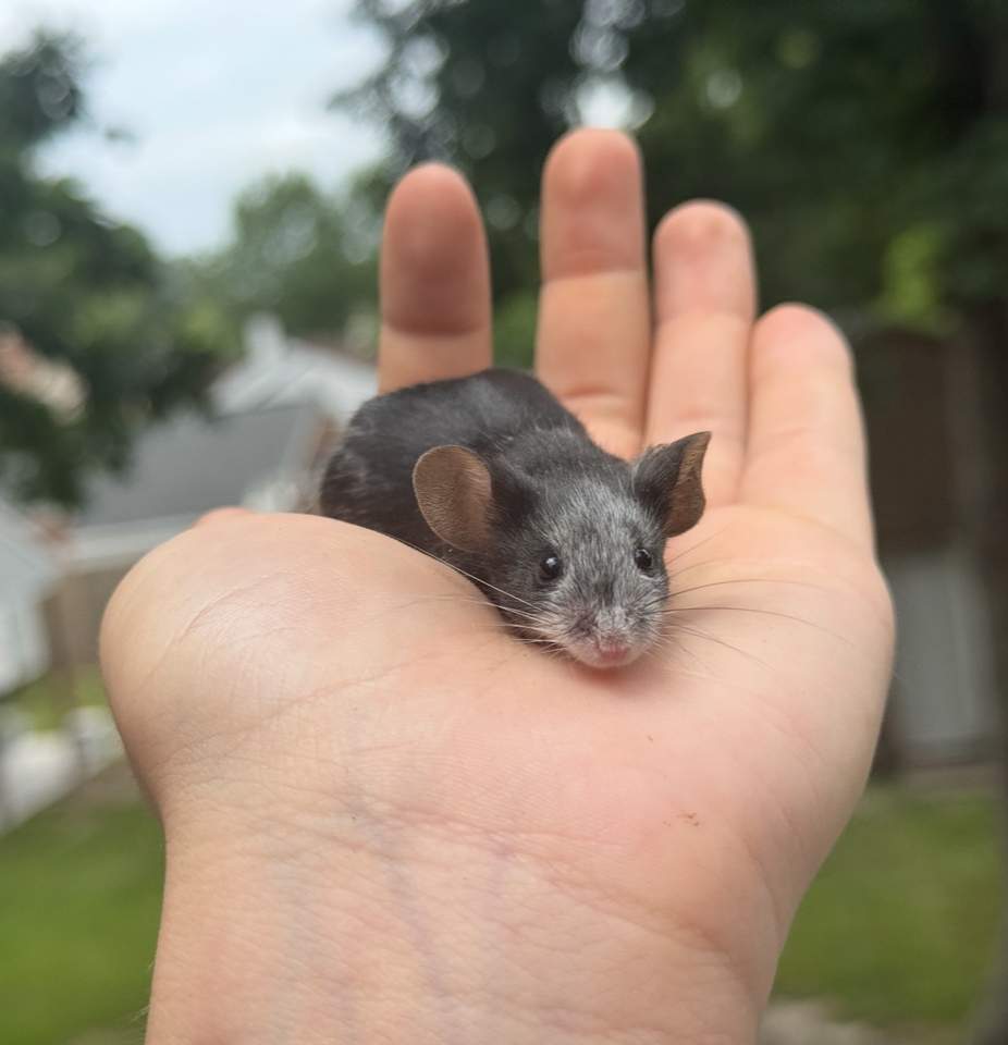 Fancy mouse Breeder Mus musculus 