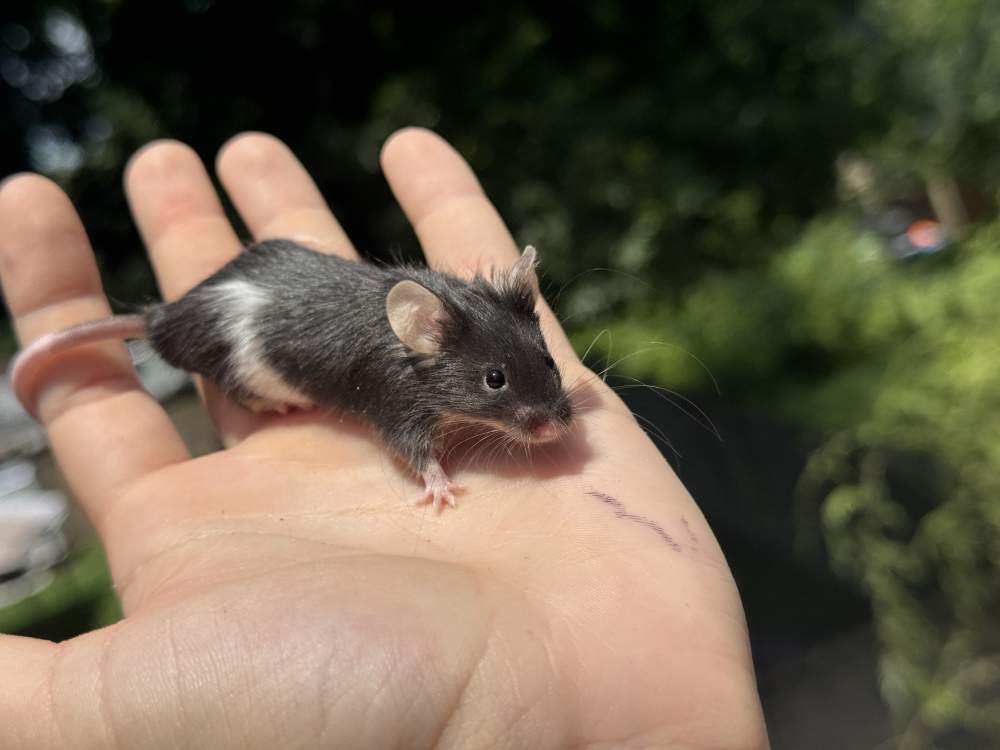 Fancy mouse Breeder Mus musculus 