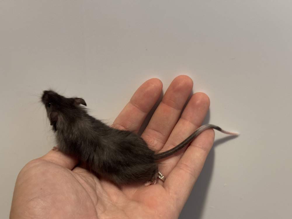 Fancy mouse Breeder Mus musculus 