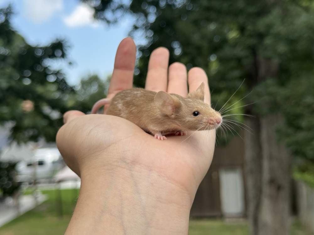Fancy mouse Breeder Mus musculus 
