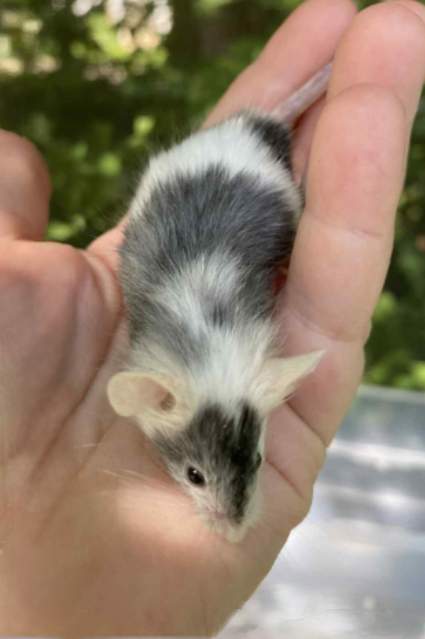 Fancy mouse Breeder Mus musculus 