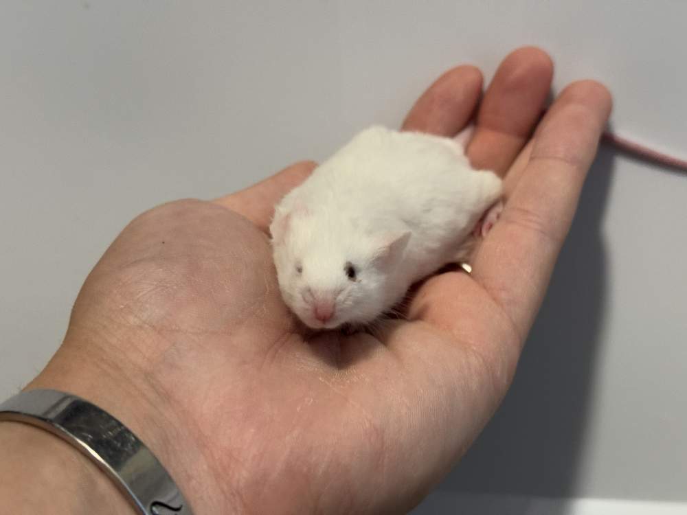 Fancy mouse Breeder Mus musculus 