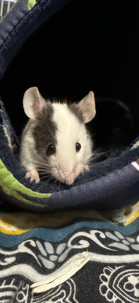 Fancy mouse Owned by other Mus musculus 