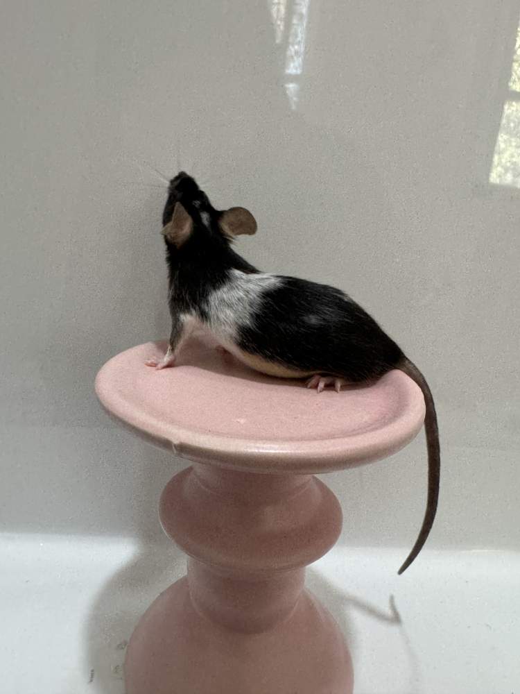 Fancy mouse Breeder Mus musculus 