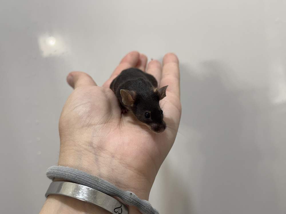 Fancy mouse Breeder Mus musculus 