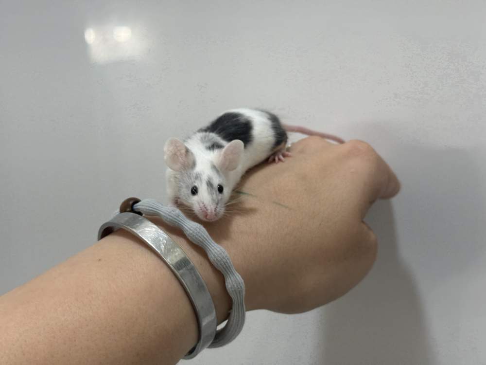 Fancy mouse Breeder Mus musculus 