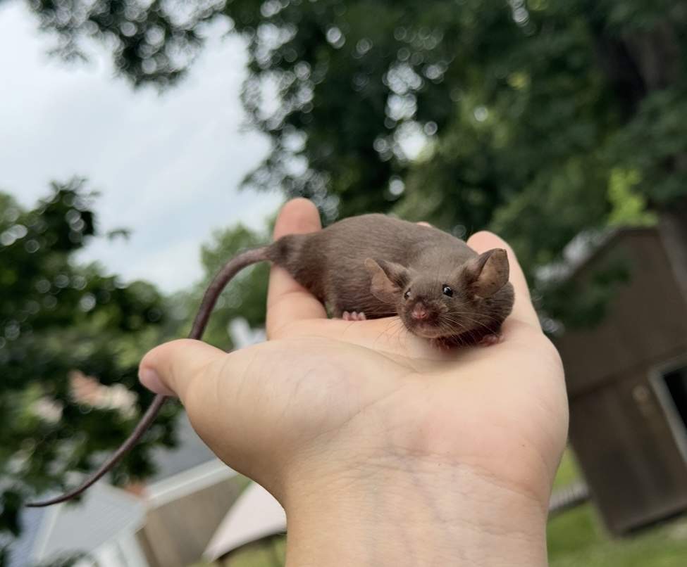 Fancy mouse Breeder Mus musculus 