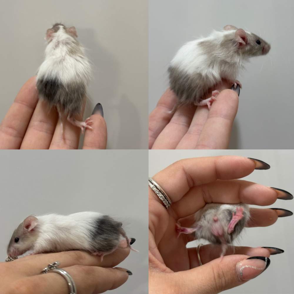 Fancy mouse Breeder Mus musculus 