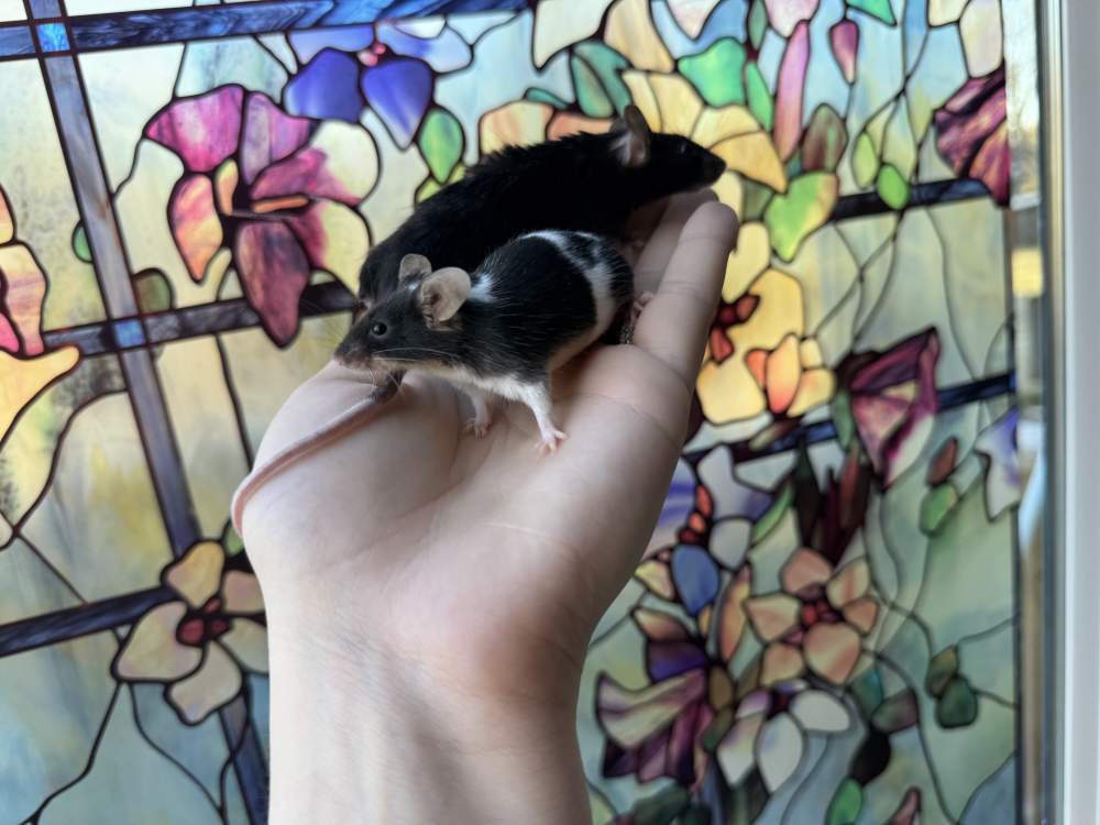 Fancy mouse Owned by other Mus musculus 