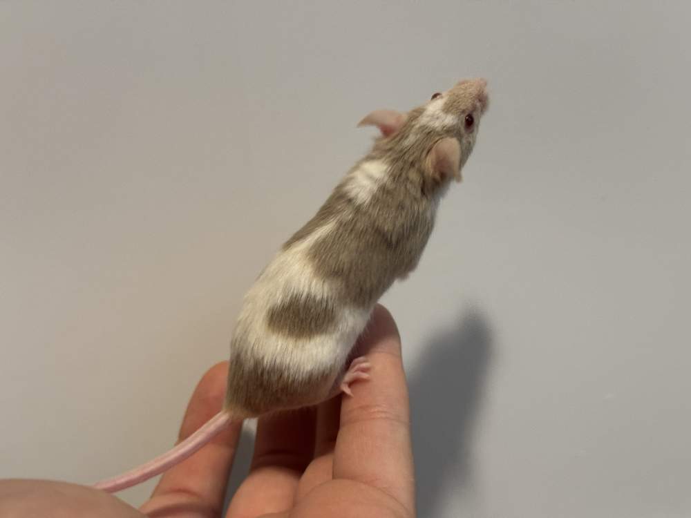Fancy mouse Available for rehoming Mus musculus 