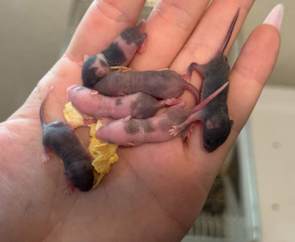 Fancy mouse Pet only Mus musculus 