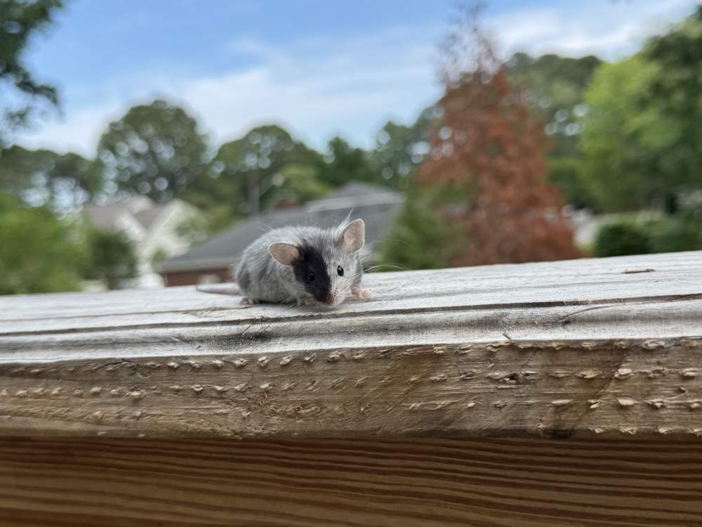 Fancy mouse Breeder Mus musculus 