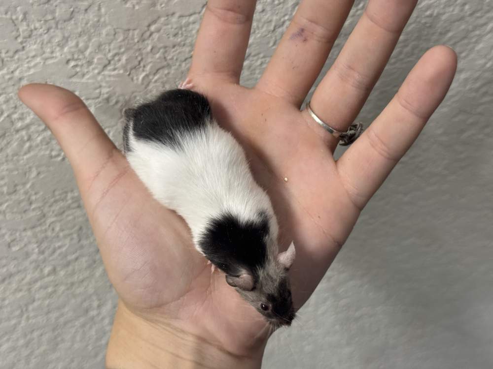 Fancy mouse Breeder Mus musculus 