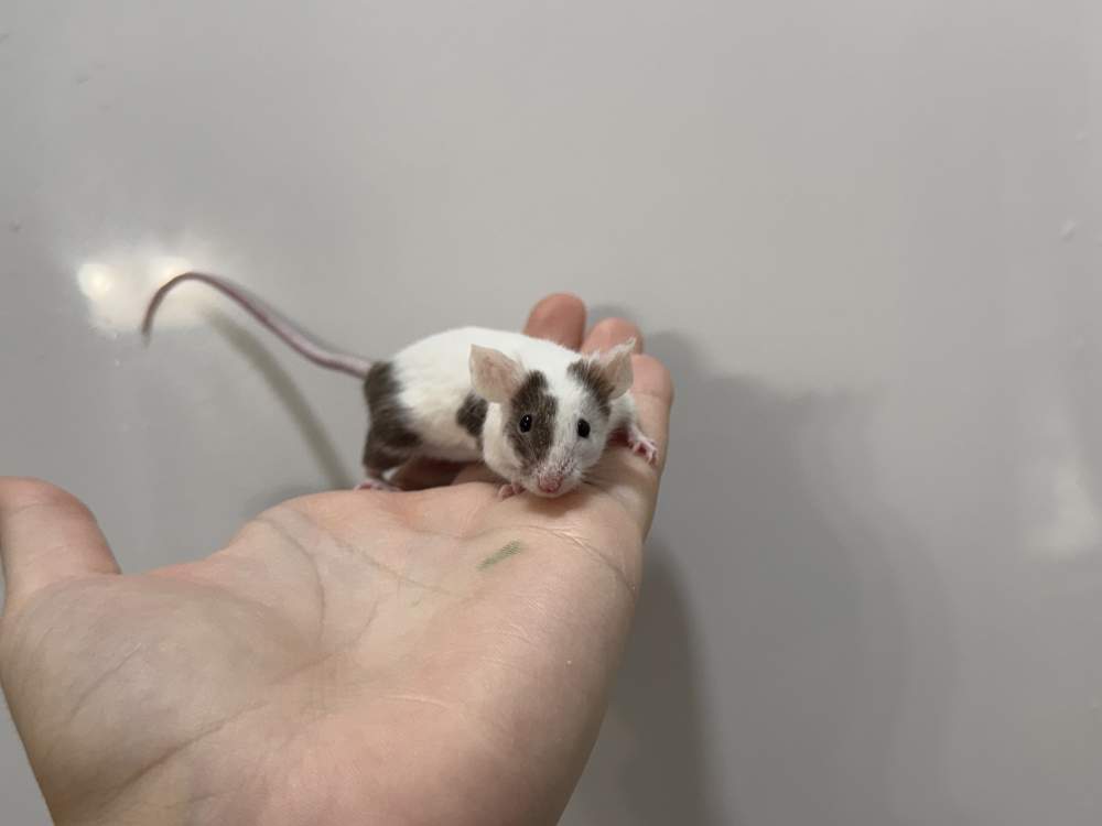 Fancy mouse Retired Mus musculus 