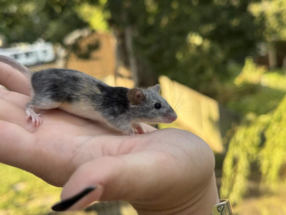 Fancy mouse Breeder Mus musculus 