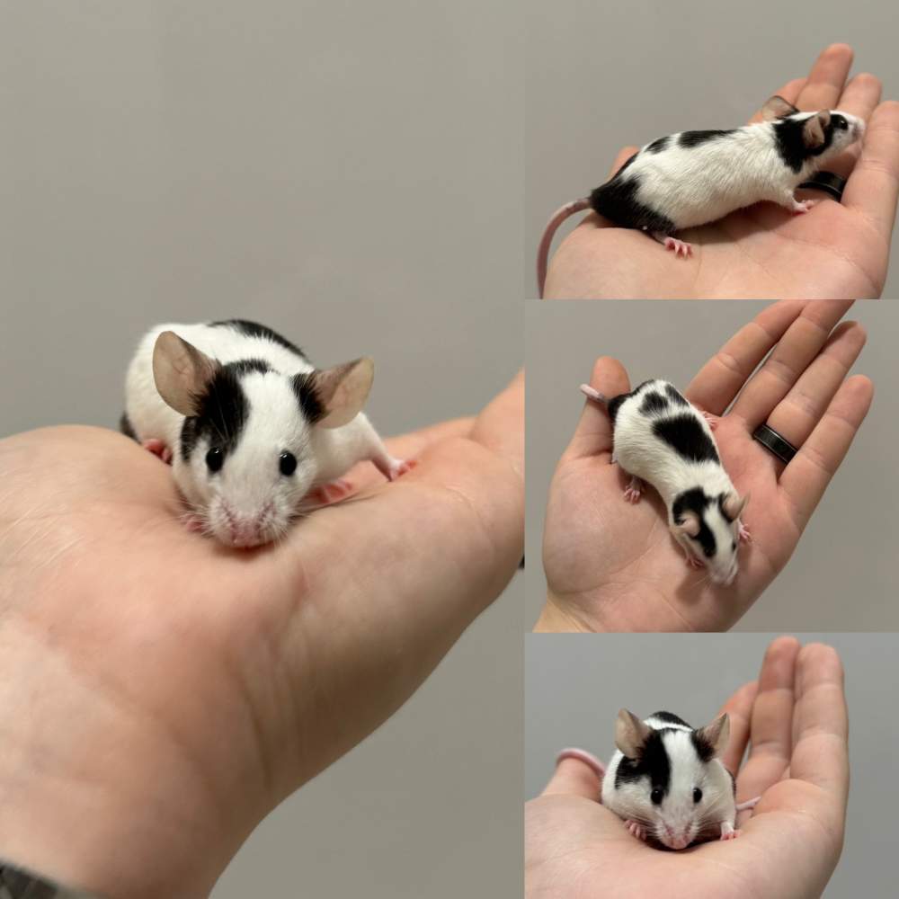 Fancy mouse Deceased Mus musculus 