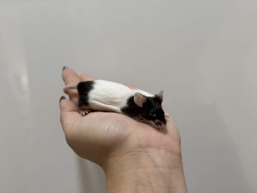 Fancy mouse Breeder Mus musculus 