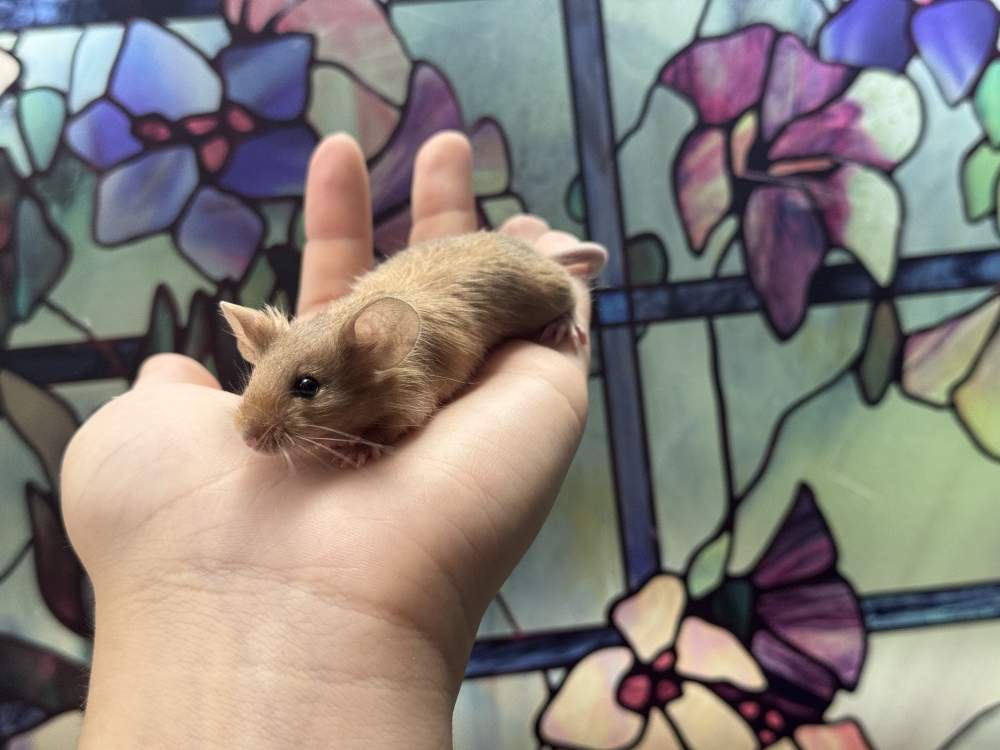 Fancy mouse Breeder Mus musculus 