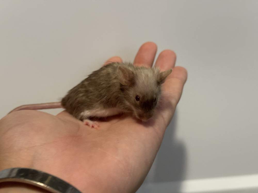 Fancy mouse Retired Mus musculus 