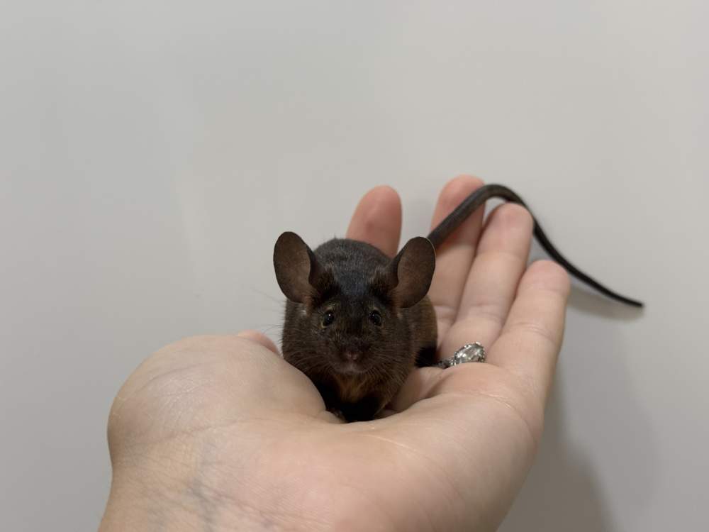 Fancy mouse Breeder Mus musculus 