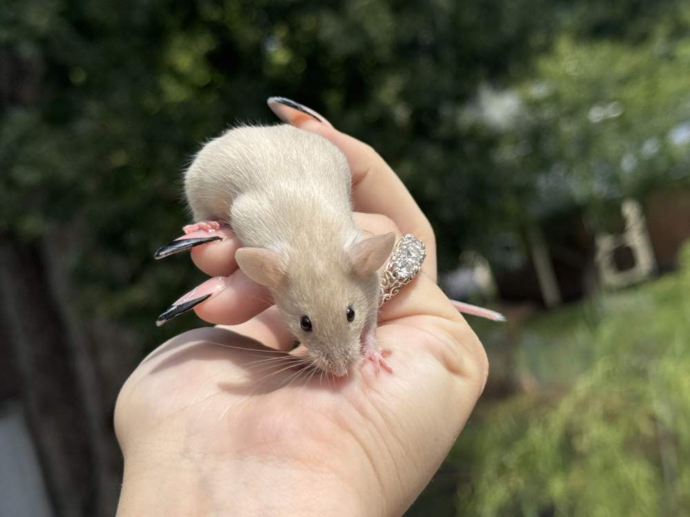 Fancy mouse Breeder Mus musculus 