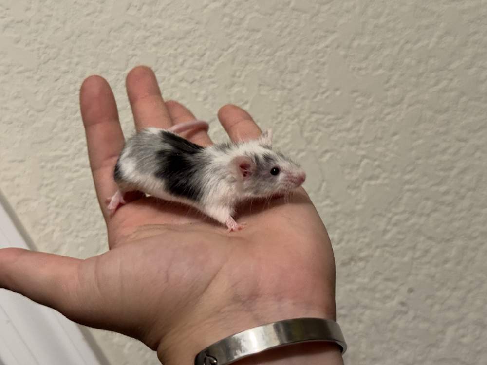 Fancy mouse Breeder Mus musculus 