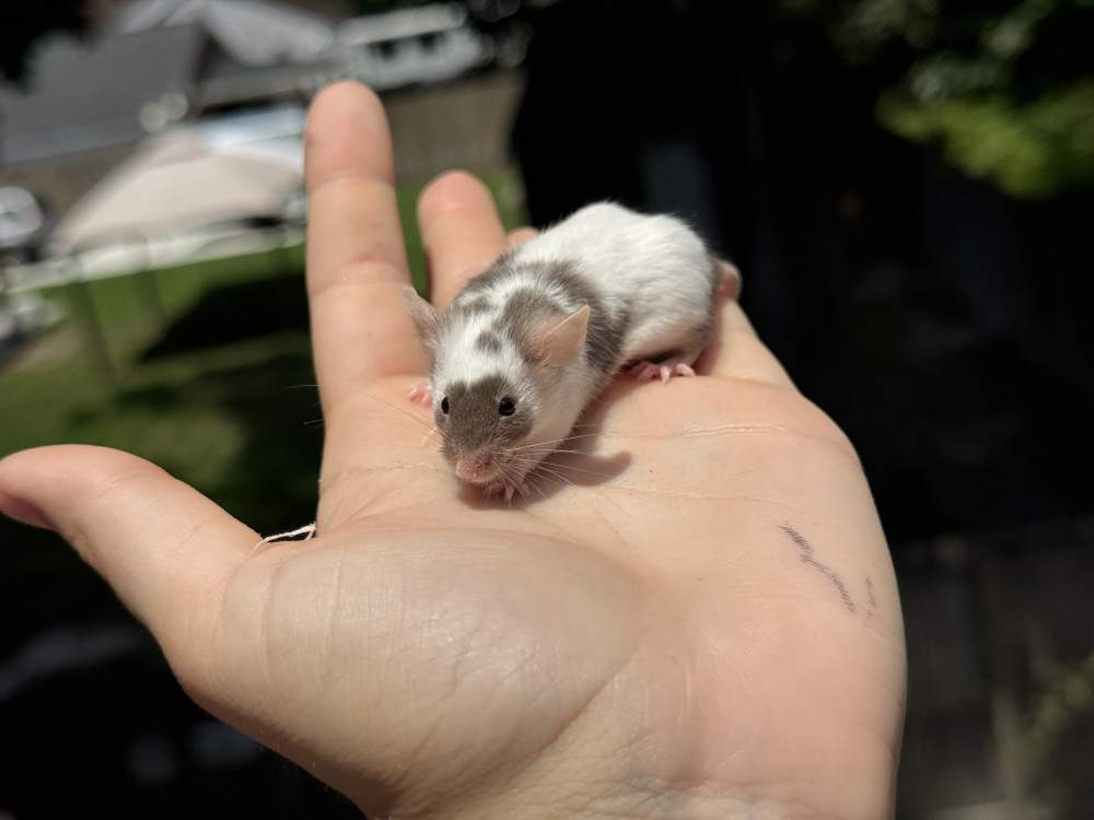 Fancy mouse Owned by other Mus musculus 