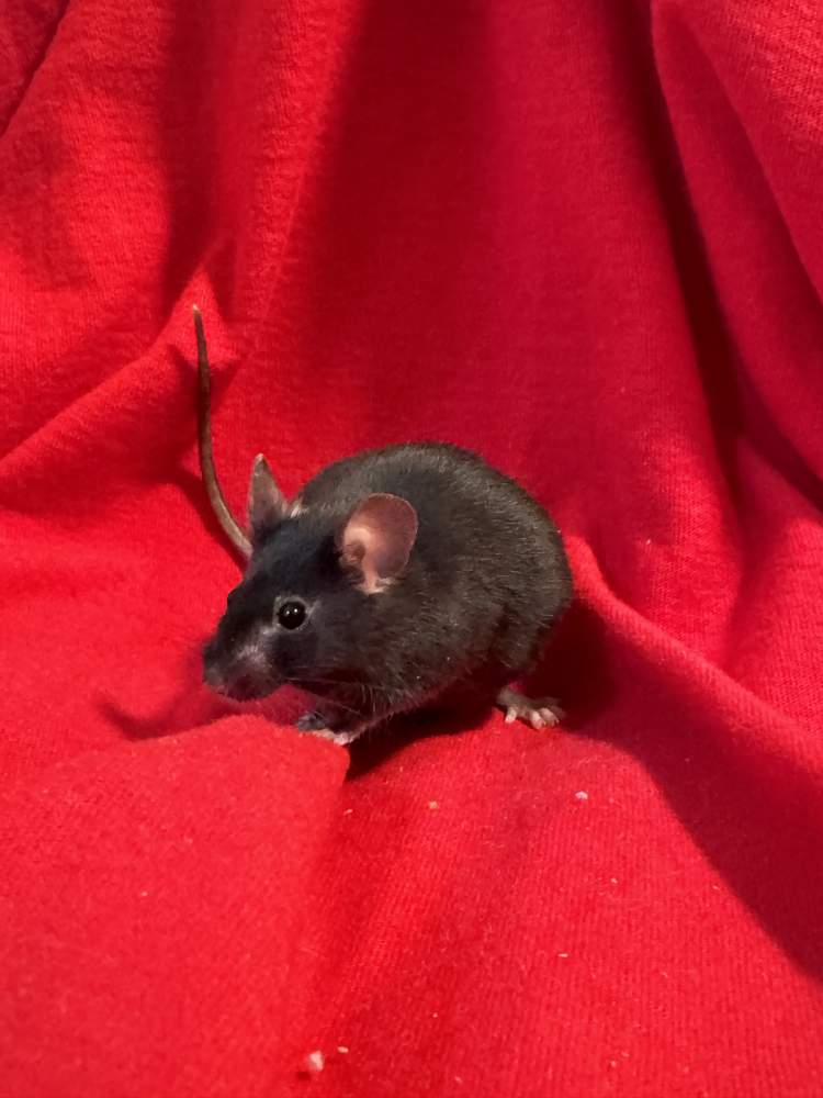 Fancy mouse Retired Mus musculus 