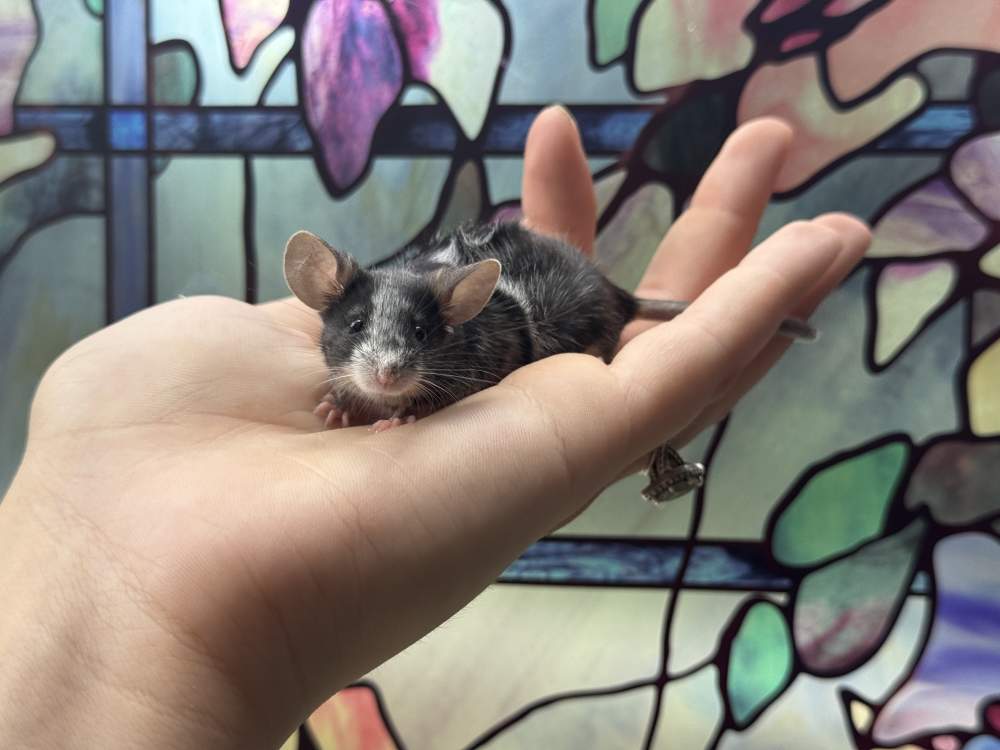 Fancy mouse Breeder Mus musculus 
