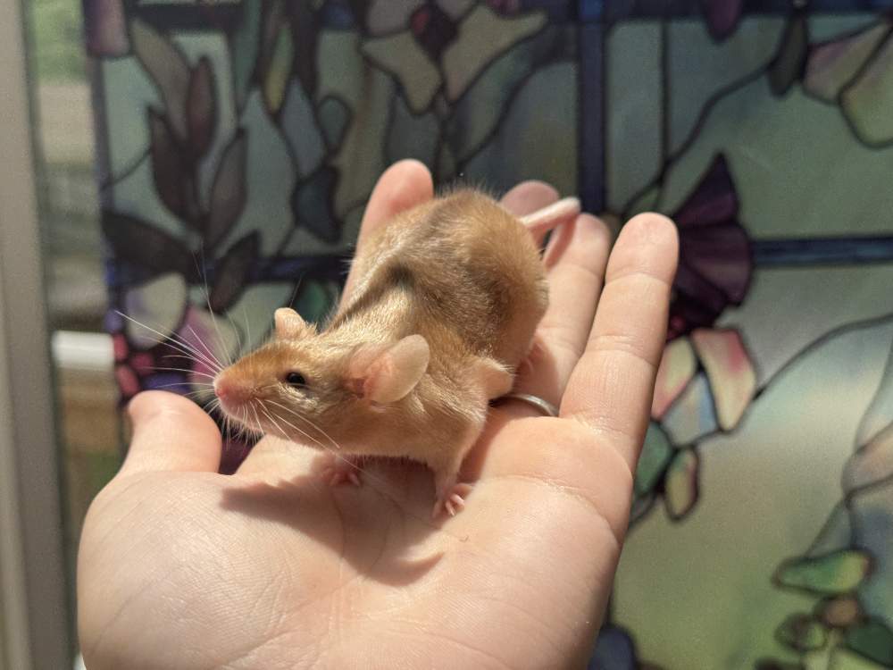 Fancy mouse Breeder Mus musculus 