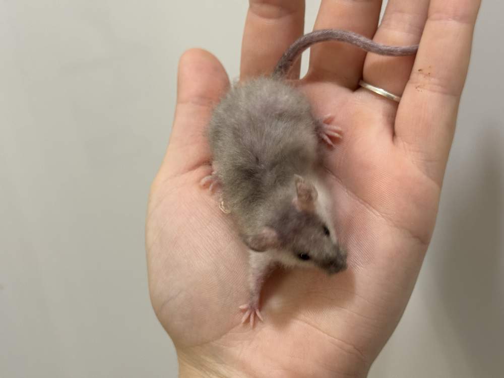 Fancy mouse Pet only Mus musculus 