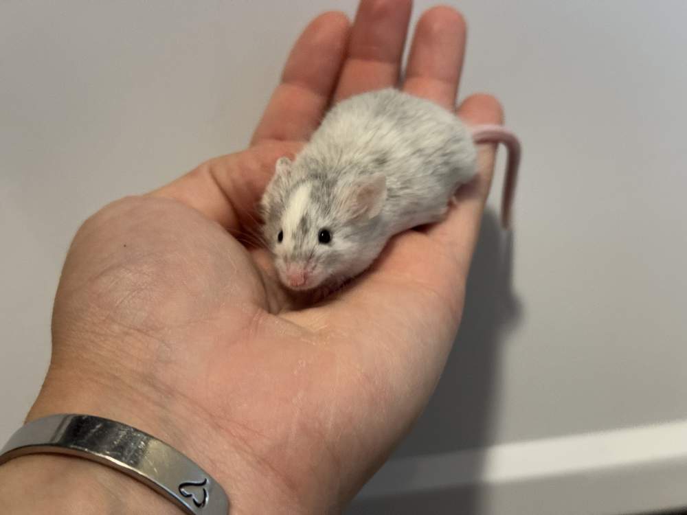 Fancy mouse Breeder Mus musculus 