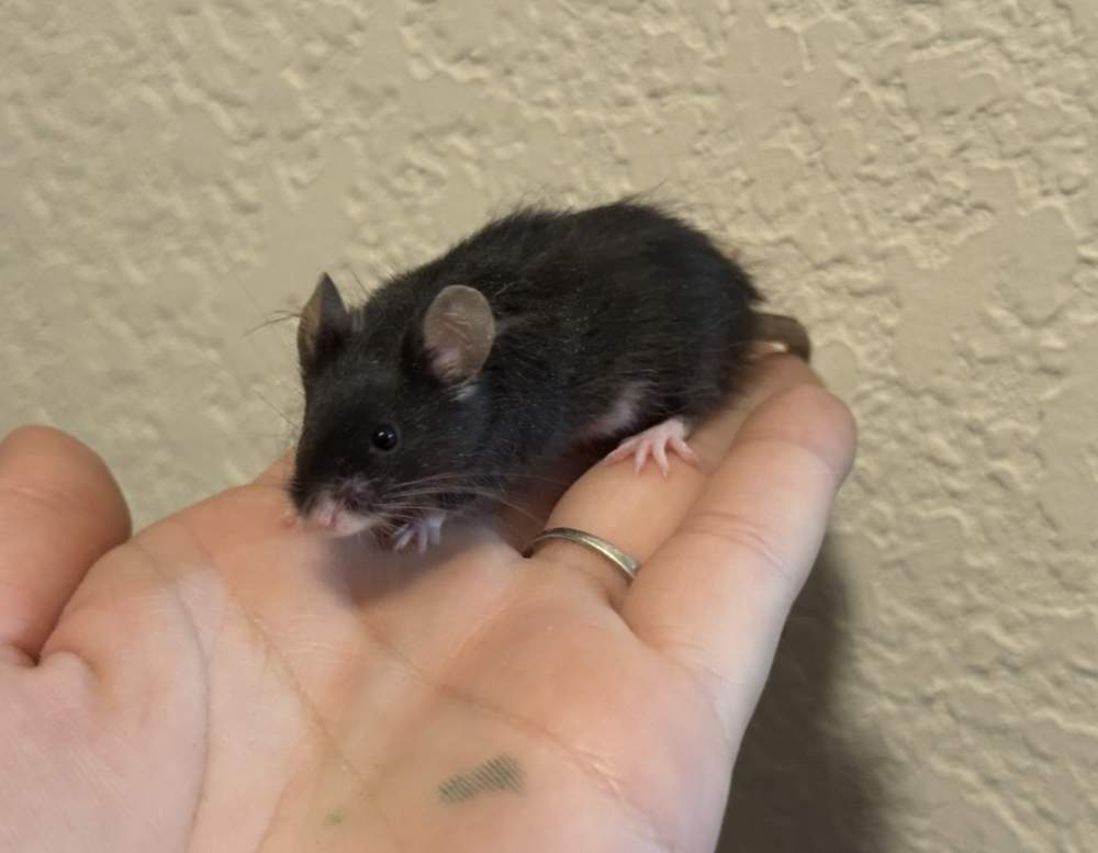 Fancy mouse Breeder Mus musculus 