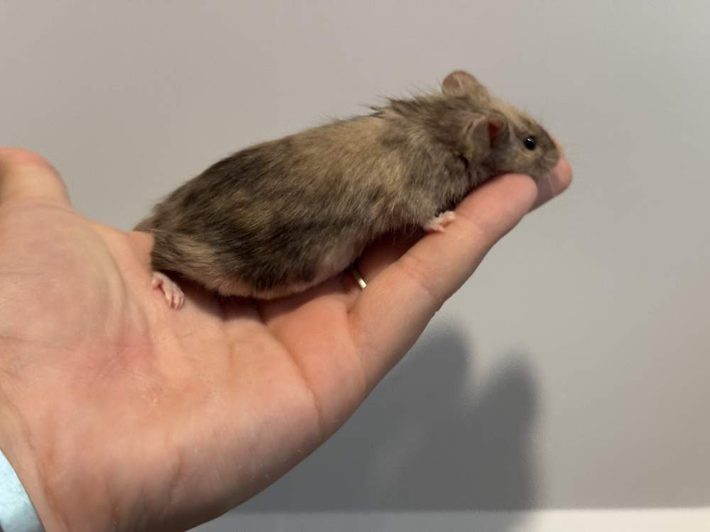 Fancy mouse Retired Mus musculus 