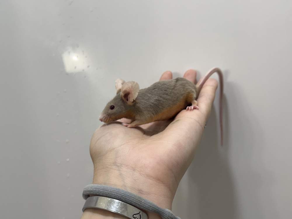 Fancy mouse Retired Mus musculus 