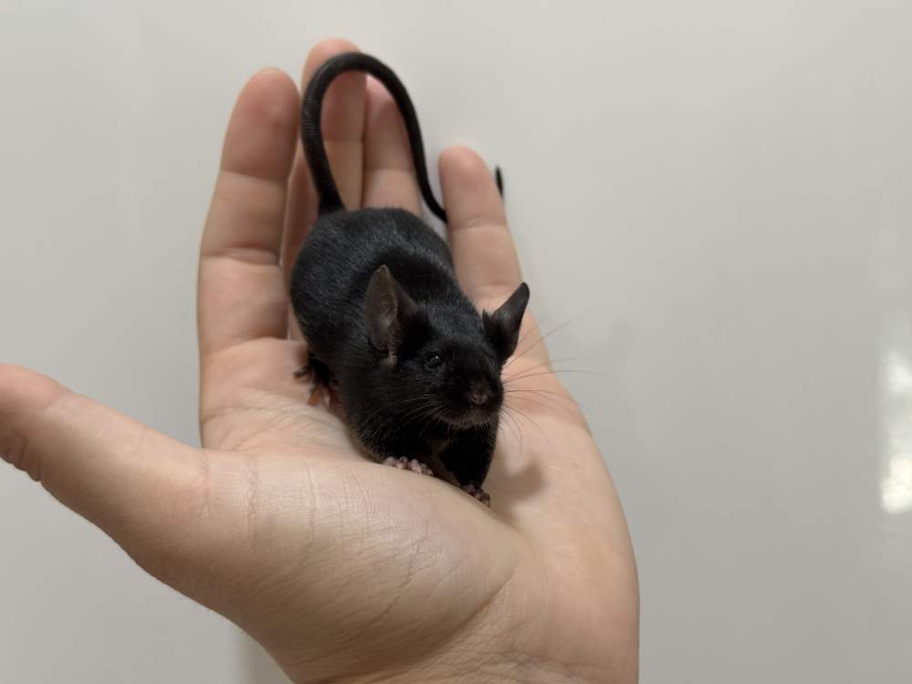 Fancy mouse Breeder Mus musculus 