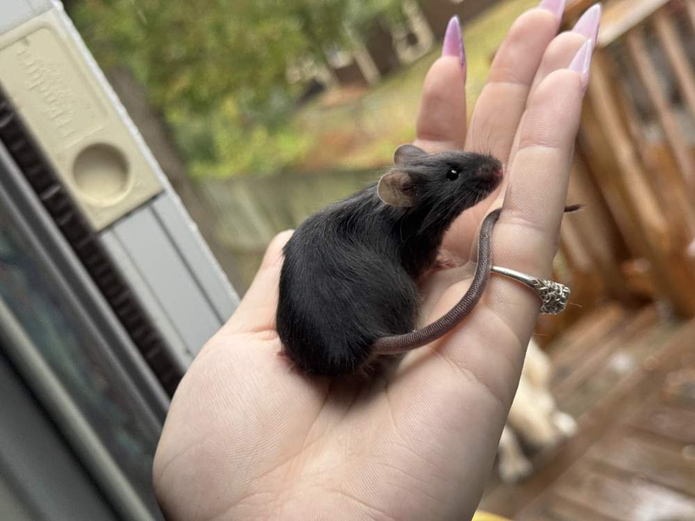 Fancy mouse Breeder Mus musculus 