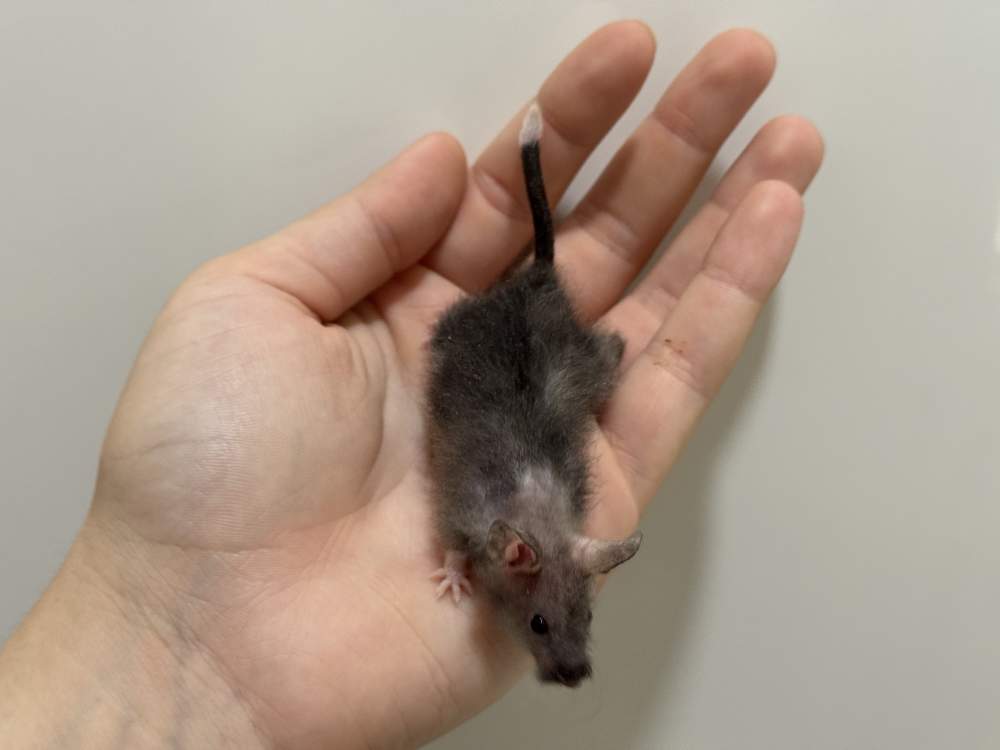 Fancy mouse Breeder Mus musculus 