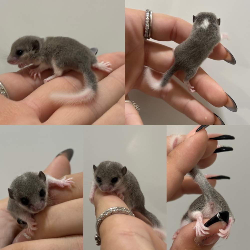 Afrikai ecsetfarkú pele Pet only Graphiurus murinus 