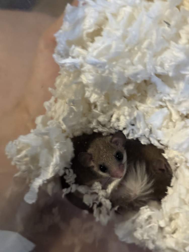 African Pygmy Dormice Pet only Graphiurus murinus 