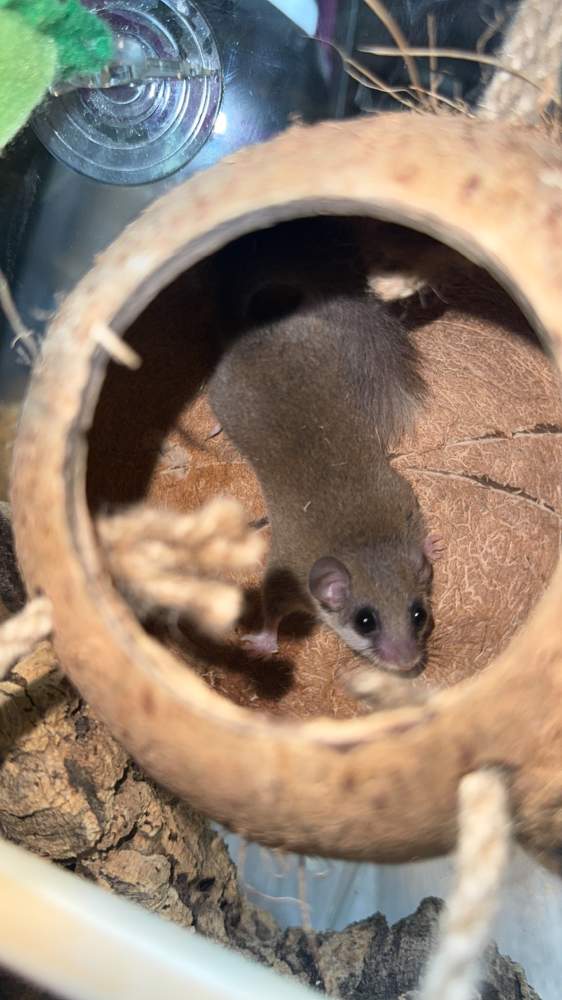 African Pygmy Dormice Breeder Graphiurus murinus 