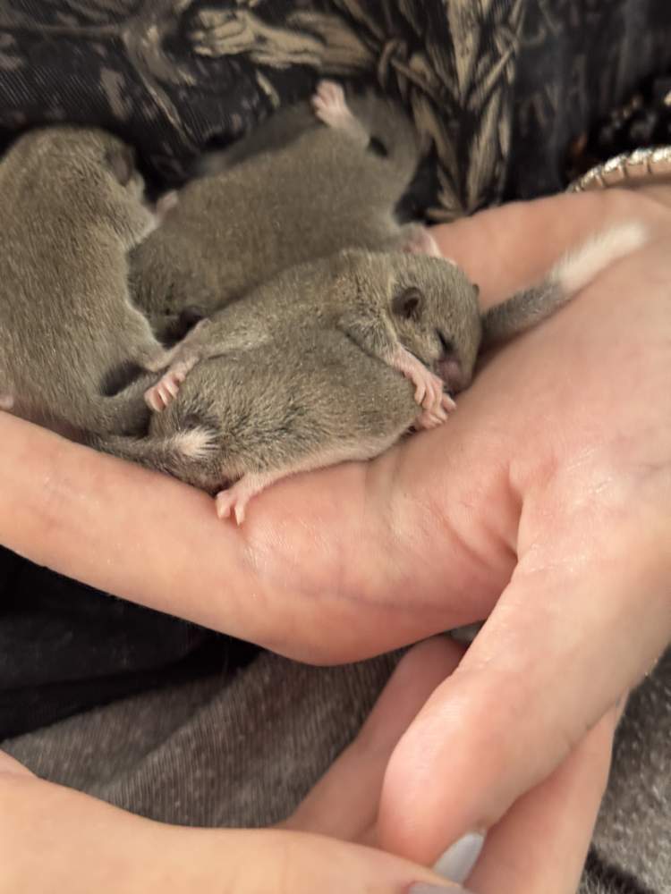 African Pygmy Dormice Owned by other Graphiurus murinus 