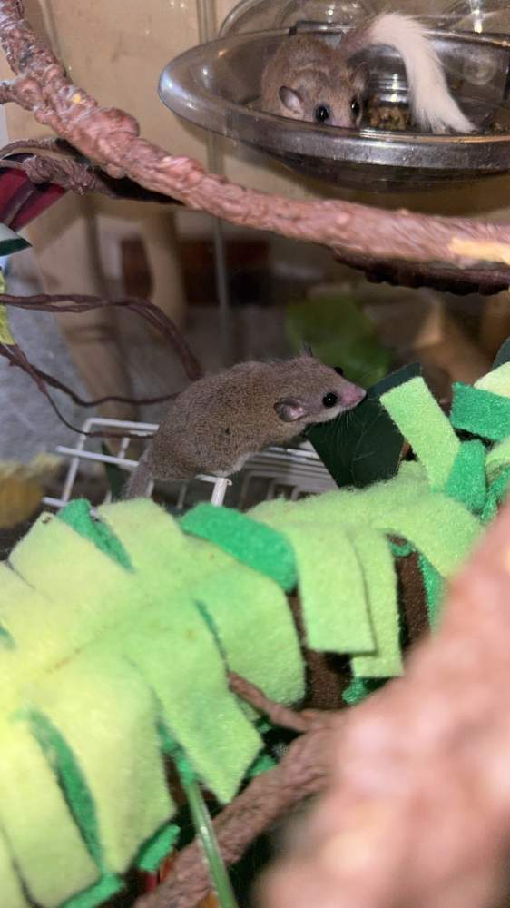 African Pygmy Dormice Pet only Graphiurus murinus 