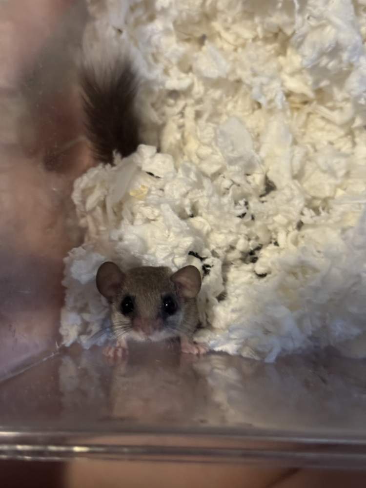 African Pygmy Dormice Breeder Graphiurus murinus 