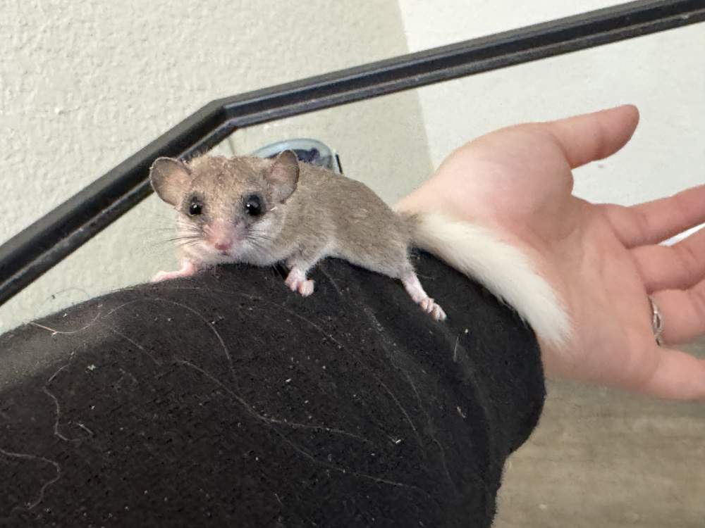 African Pygmy Dormice Breeder Graphiurus murinus 