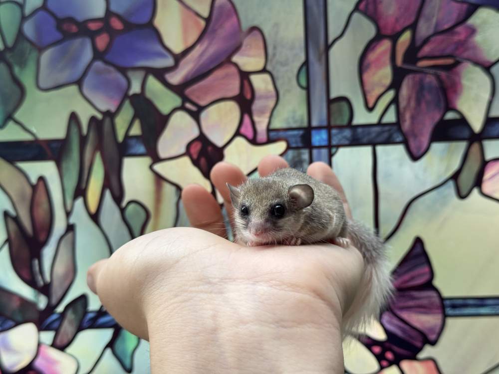 Afrikai ecsetfarkú pele Breeder Graphiurus murinus 