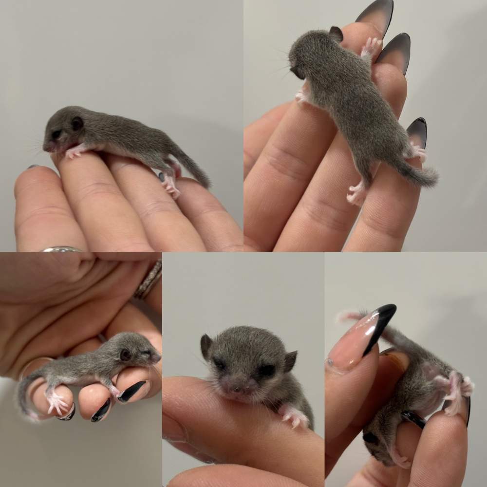 Afrikai ecsetfarkú pele Pet only Graphiurus murinus 