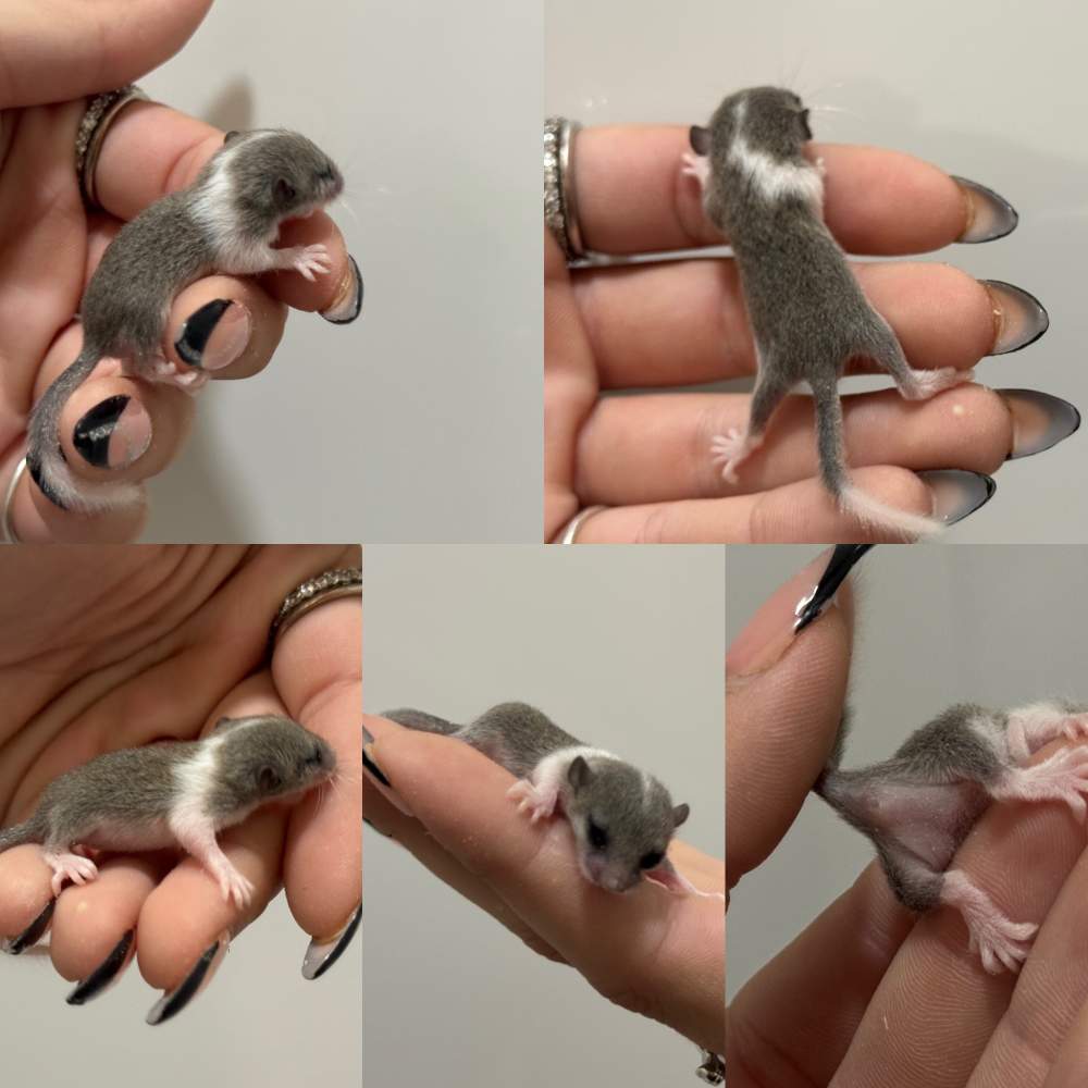 Afrikai ecsetfarkú pele Pet only Graphiurus murinus 