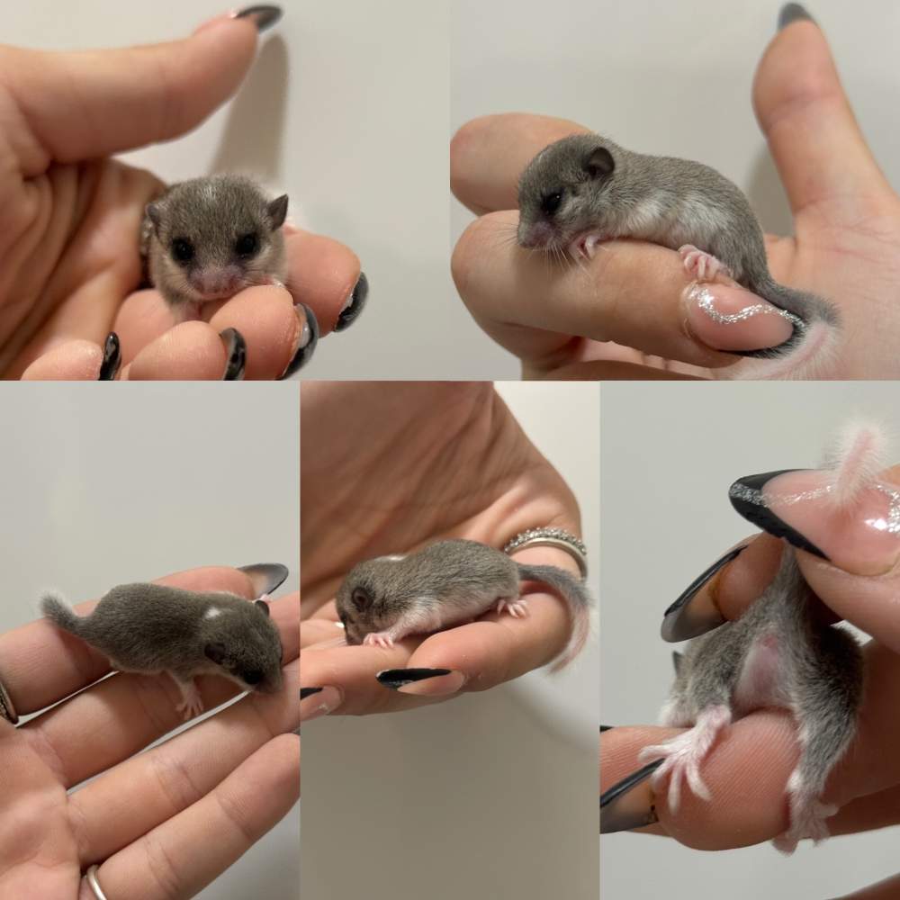 Afrikai ecsetfarkú pele Pet only Graphiurus murinus 